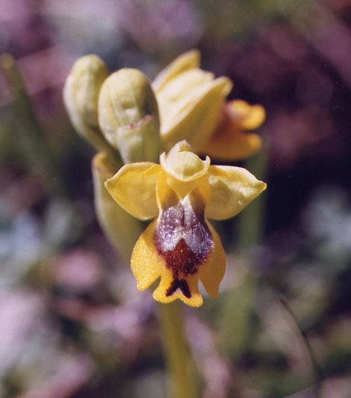 Ophrys sicula